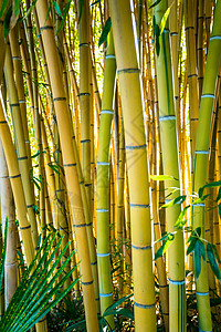 竹木林自然背景竹木植物背景图片