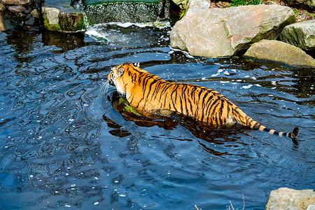 老虎在水中行走图片