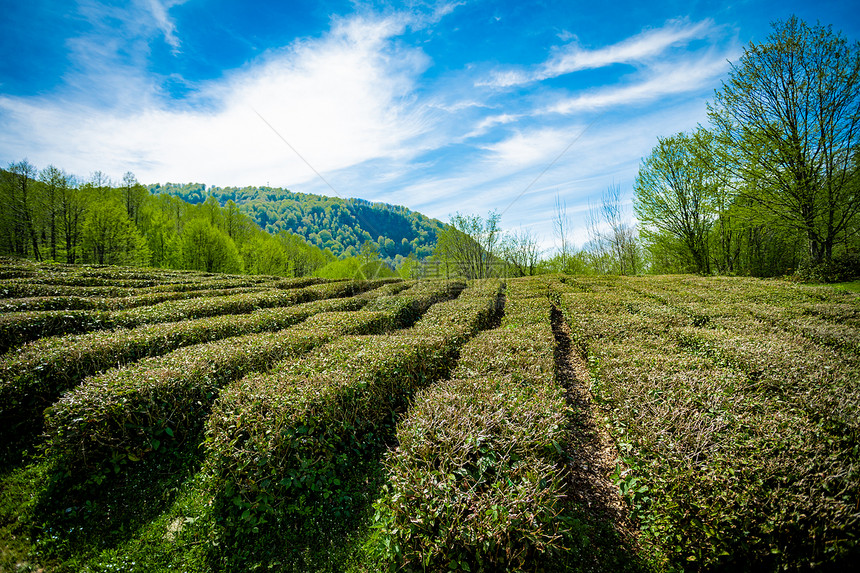 茶叶种植园惊人的风景观图片