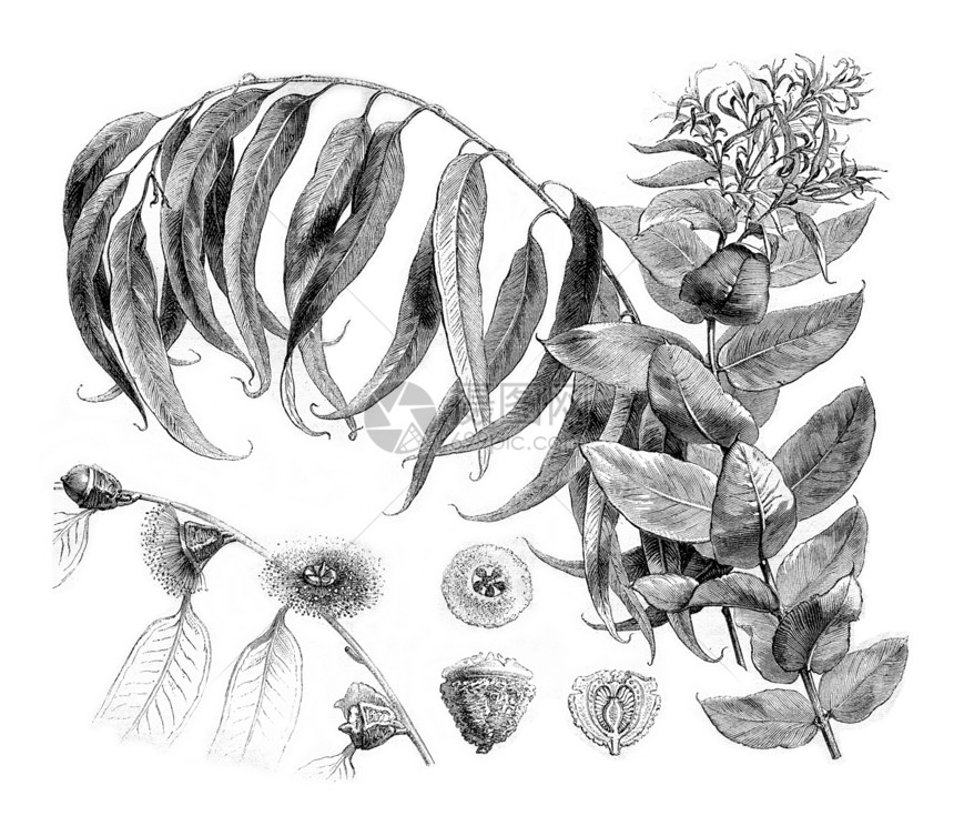 详细介绍EucalyptusGlobulus180年的MagasinPittoresque图片