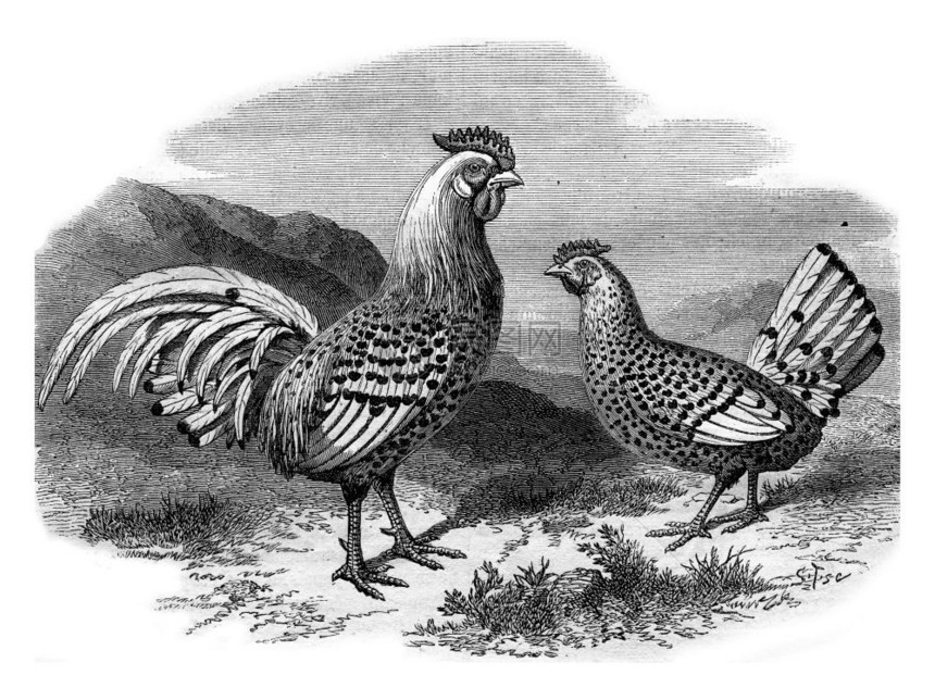 汉堡鸡和银公180年马加辛皮托罗克图片