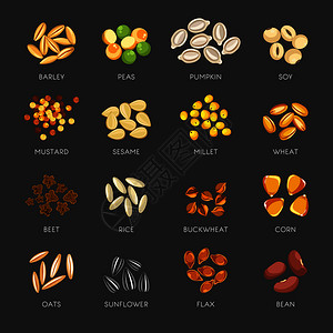 大豆种子小豆甜南瓜食辣芥子金小米和芝麻新鲜小麦健康的和燕生玉米大炒葵花有机豆传粉插图插画