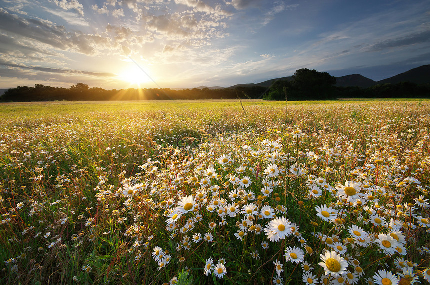 草原上的春菊花美丽风景图片