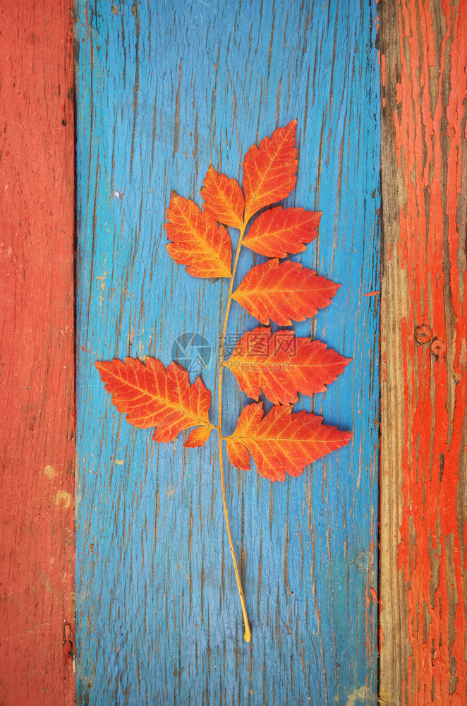 木桌纹理上的秋叶自然设计图片