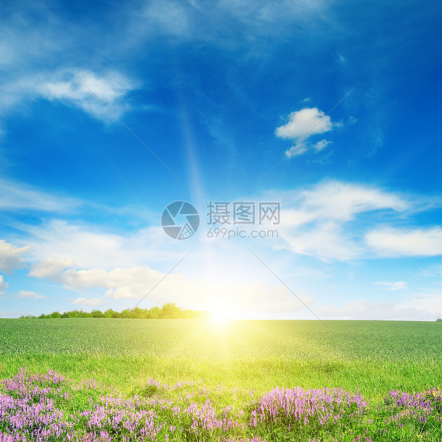 绿春小麦田和蓝天空的景象图片