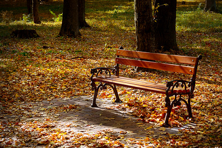 秋天公园美丽的花长椅阳光照耀黄色落叶覆盖地面图片