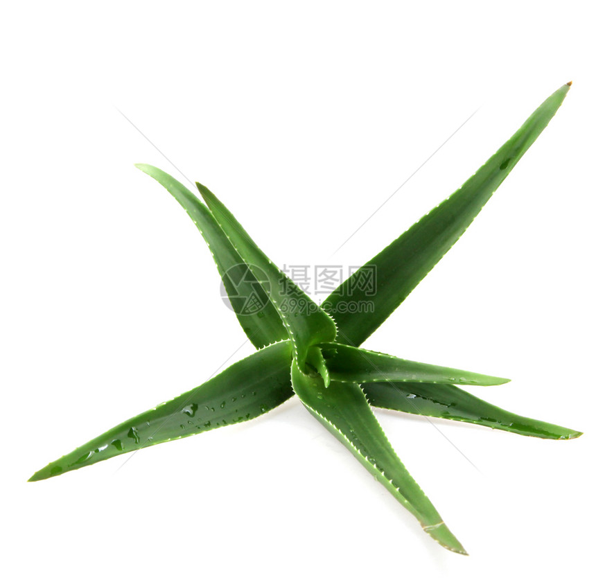 白色背景上的AloeVera图片