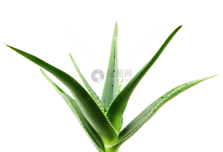 白色背景上的AloeVera图片