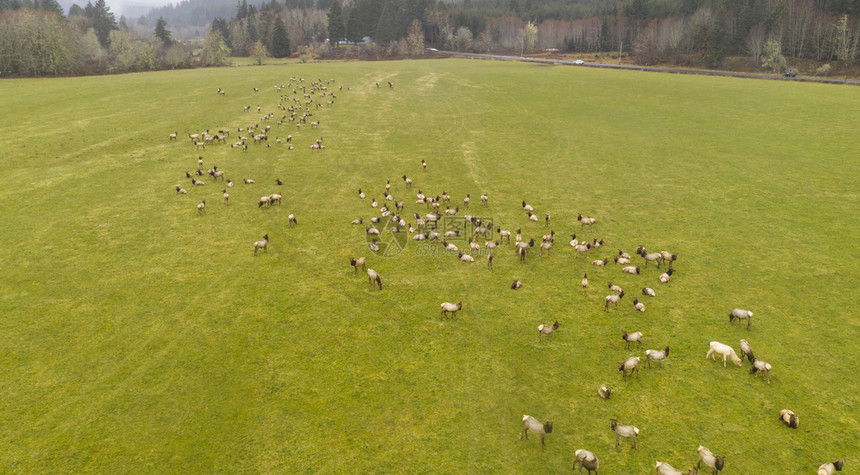 俄勒冈沿海山区野生雄鹿群进食的空中视角图片