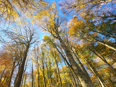 进入秋天的森林自然构成图片