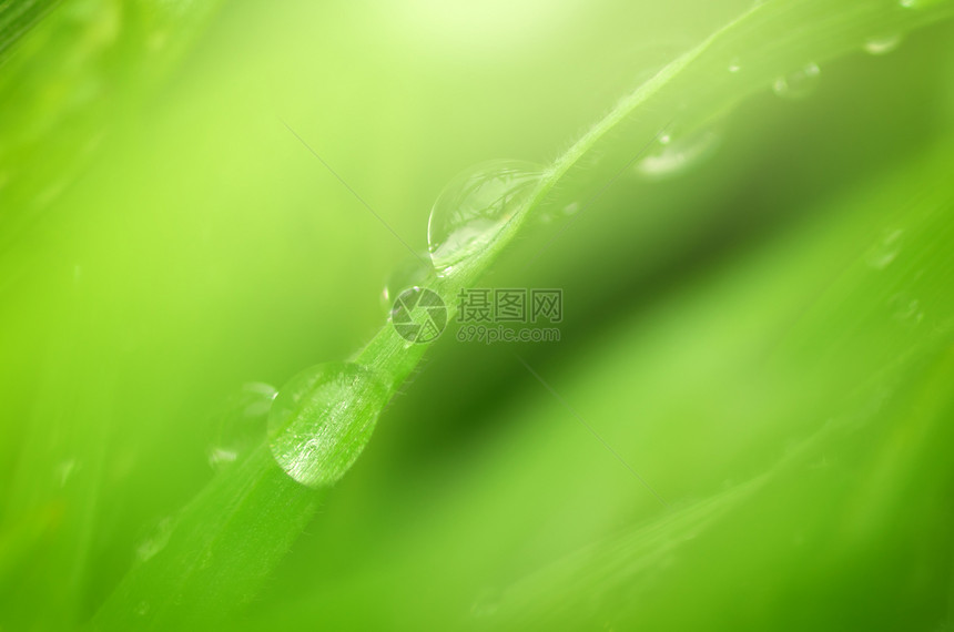 雨滴的宏自然构成图片