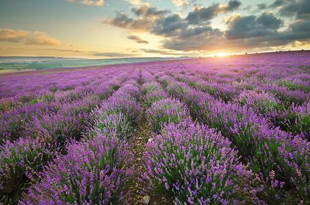 紫色美丽的草原春天自然成分图片