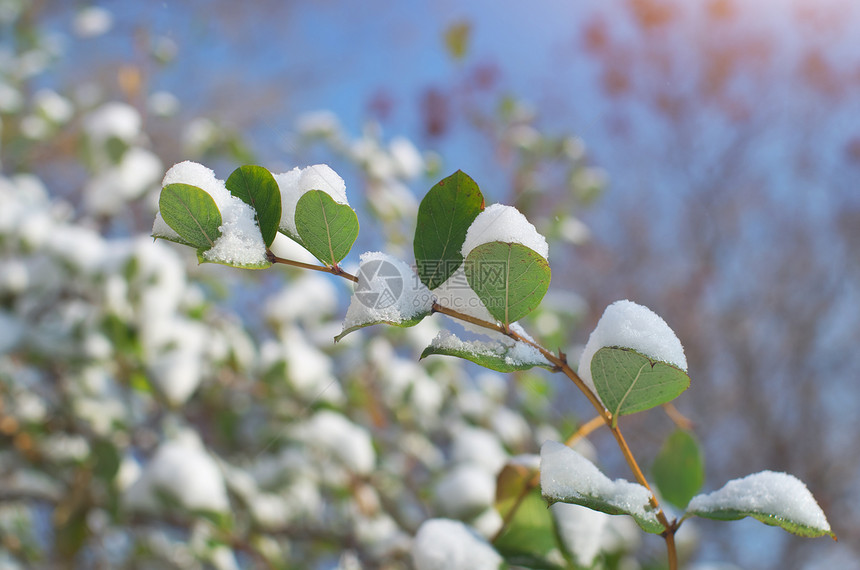 雪中的树枝和叶子自然成分图片