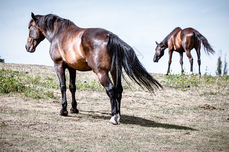 两匹棕色野马骑在草地的上图片