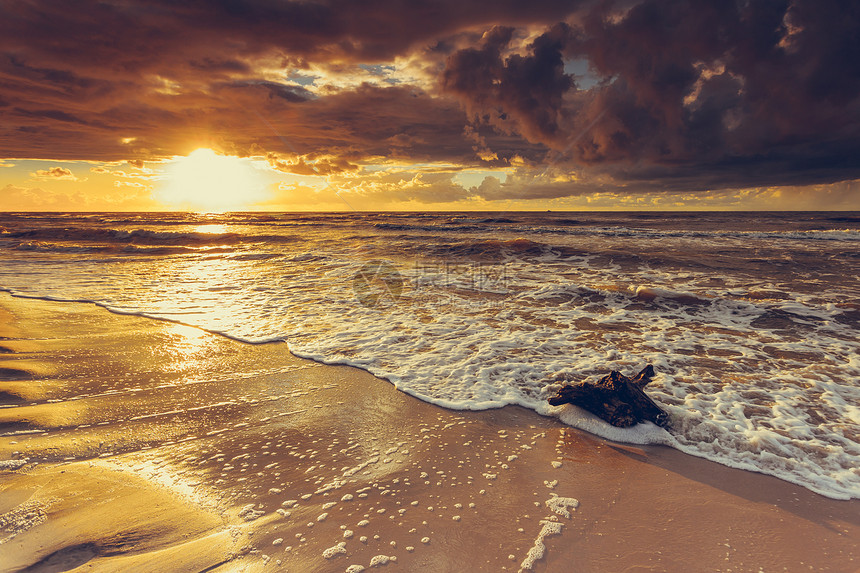 金色浪漫日落时波罗的海岸空有树干和根清黄色沙自然背景黄金日落和树根在海滩上图片