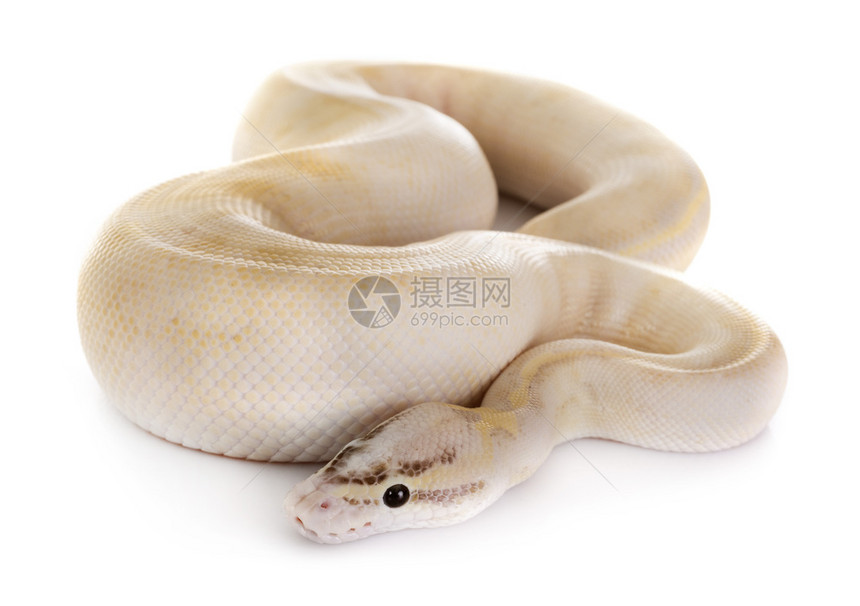 白色背景面前的球体python图片