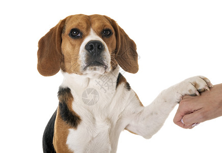 动物握手素材白色背景面前的年轻beagle背景