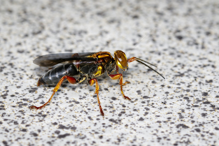 地上黄蜂的图像昆虫动物图片