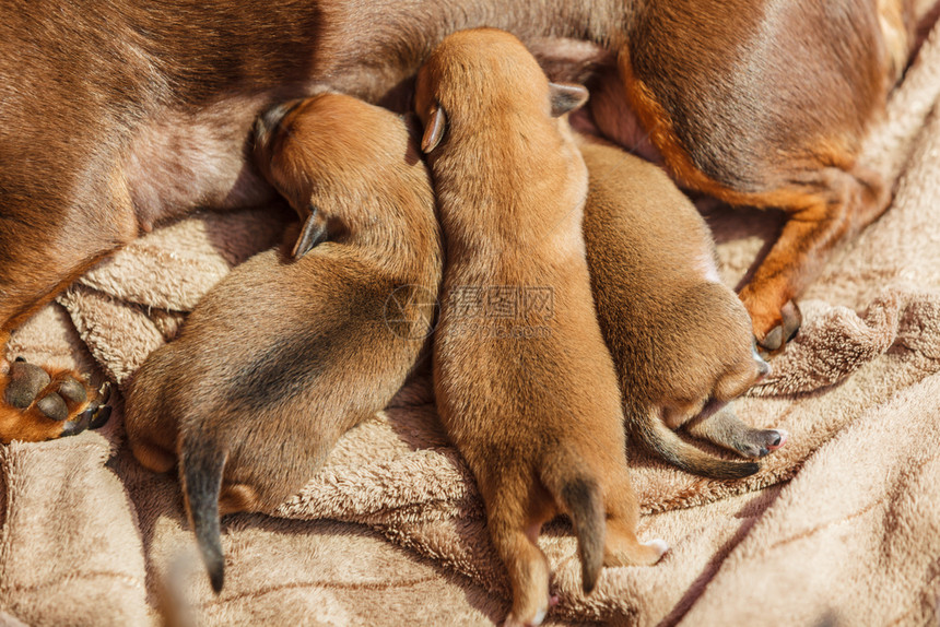 一群可爱的小狗躺在母亲喂养它们旁边的新生儿图片