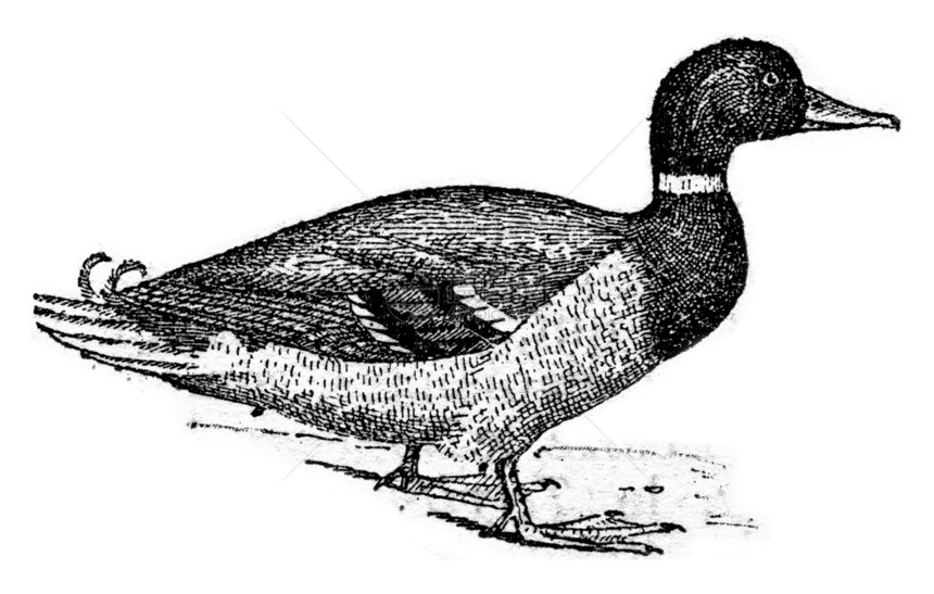 Duck古老的雕刻插图单词和事物的字典Larive和Fleury1895图片