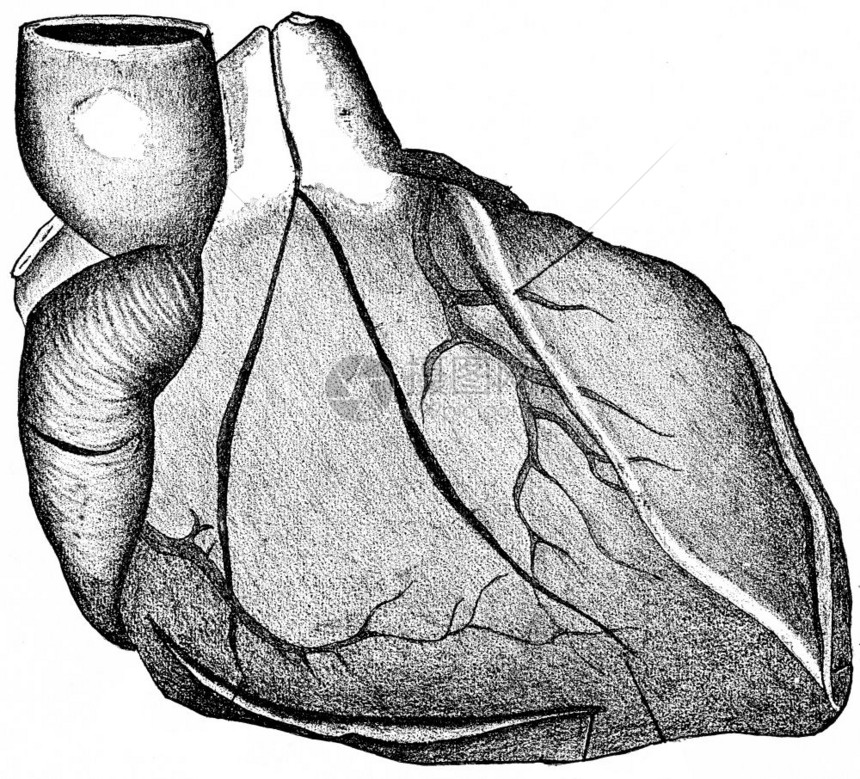 心脏在初步检查和最后部分显示切开的线条充分阀门刻有古老的插图图片