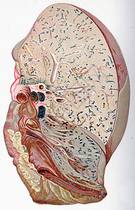 肺部炎古老的雕刻插图背景图片