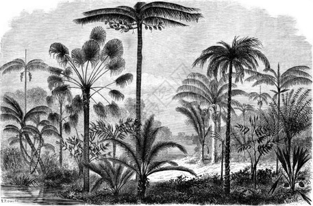 乌卡亚利马逊棕榈古代刻画插图世界之旅行日报1865年图片