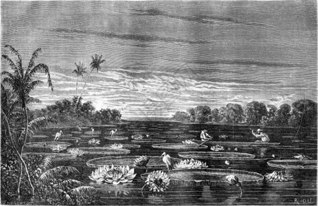 荷花雕刻素材Nuria湖景世界之旅行日报1865年背景