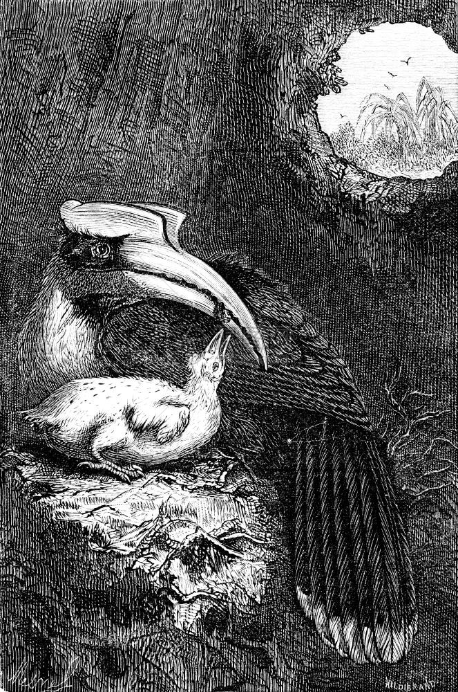 Hornbill及其幼崽世界旅游行日报1872年图片