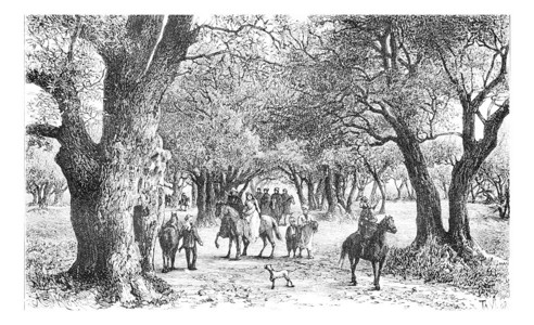 西岸纳布卢斯的橄榄树以色列古老的雕刻插图世界之旅行日报18年图片