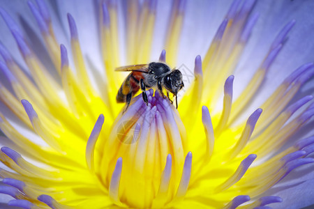 卜蜂莲花莲花粉上的蜜蜂或图像收集蜂在花粉上的昆虫动物背景