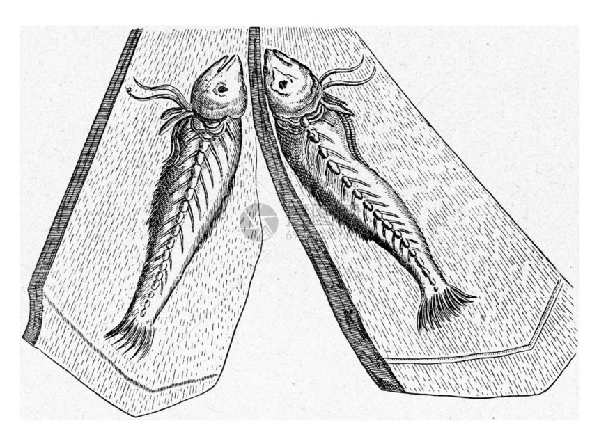 一块石头上的鱼脚印古老雕刻图解190年从宇宙和人类那里图片
