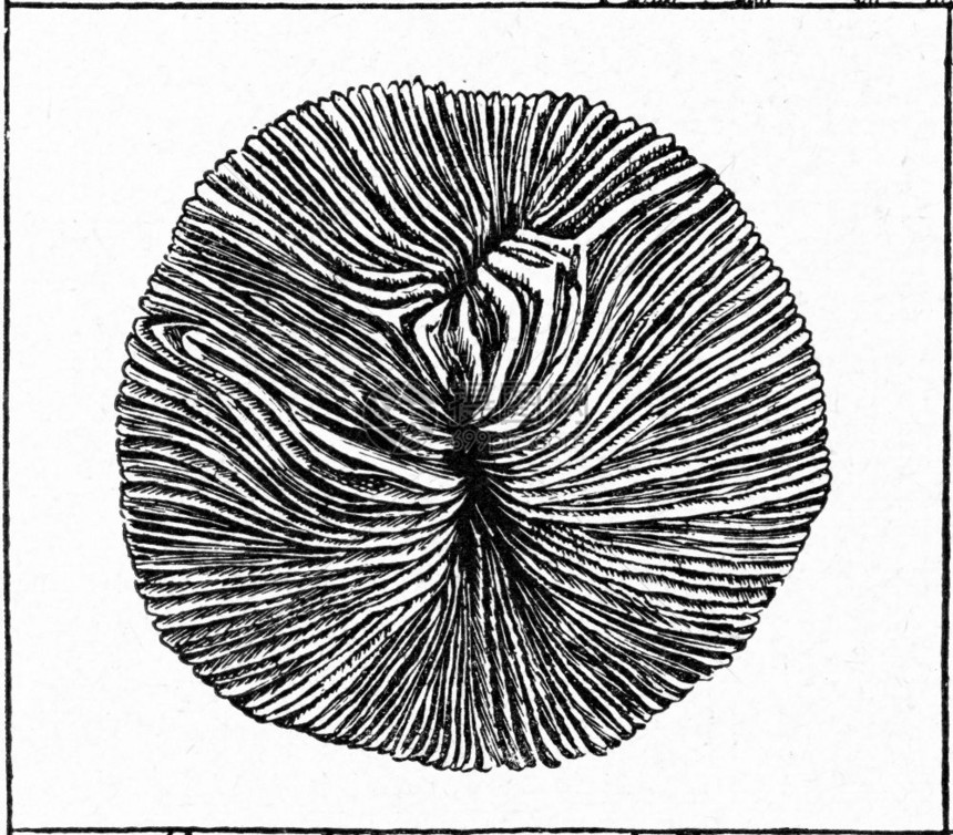 奇妙的离心和其他图像古代刻画的插图来自宇宙和人类190年图片