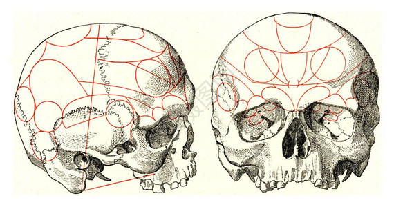 线条头骨在Gall之后用古老的雕刻插图从宇宙和人类那里190年背景