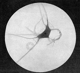 神经细胞有中等大生长古代刻画图从宇宙和人类190年高清图片