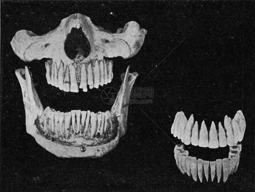 下巴上的人类牙齿和两排孤立的牙齿古老雕刻插图从宇宙和人类190年图片
