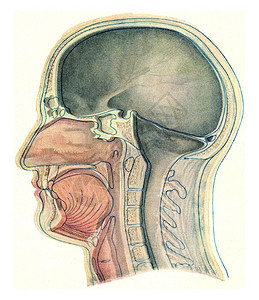 硬脑膜静脉窦中位部分通过一个欧洲古代刻画图解的首部190年来自宇宙和人类背景