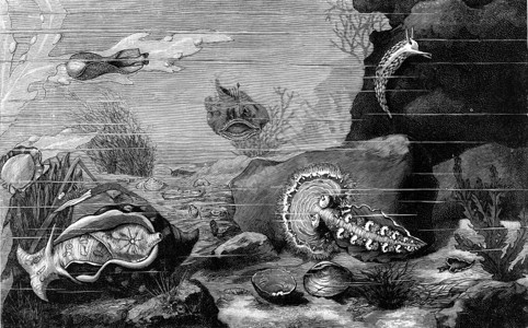 海底的动物生命古老的刻画图190年从宇宙和人类中图片
