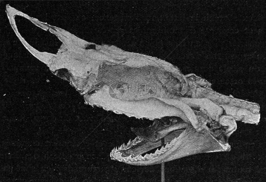 鲨鱼头部的骨骼古代刻画的插图从宇宙和人类190年图片