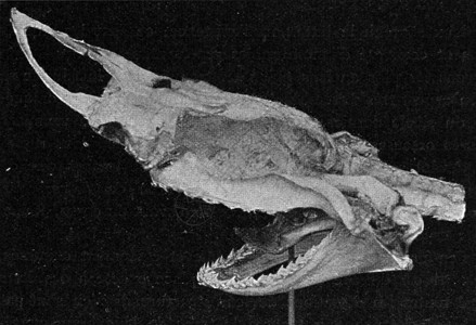 鲨鱼头部的骨骼古代刻画的插图从宇宙和人类190年图片