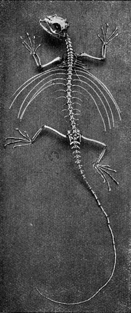 飞行蜥蜴的骨骼刻着古老的插图190年从宇宙和人类那里图片