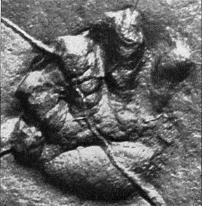 伯尔米亚时期大陆脊椎的左手自然印记刻有古老的图解190年宇宙与人类图片