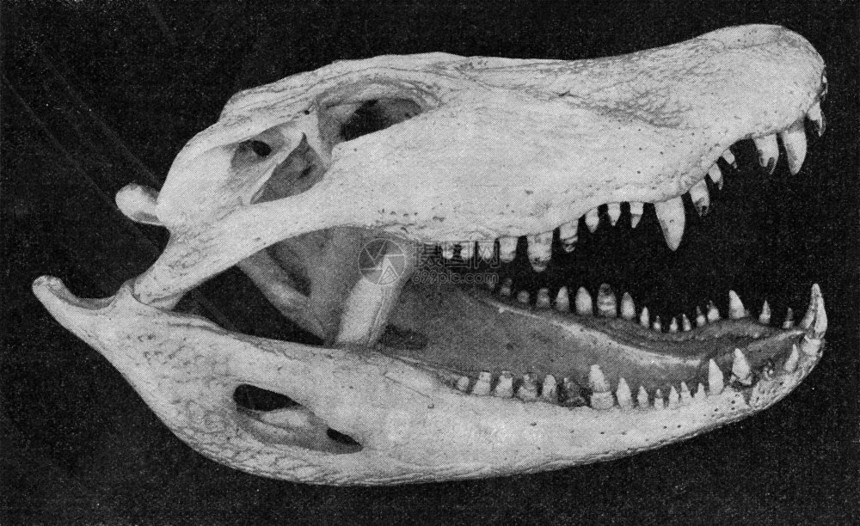 一条鳄鱼的下巴和古老的雕刻图解190年从宇宙和人类那里图片