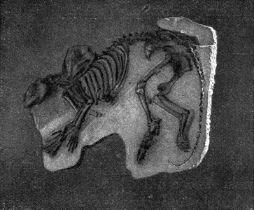 动物骷髅Phenacodus原始的骨骼刻有古老的插图来自宇宙和人类190年背景