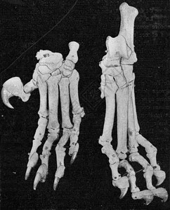 一只四岁的狮子左手和脚骨骼刻着古老的插图来自宇宙和人类190年图片