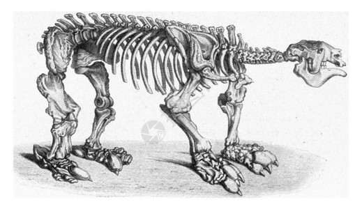 树獭190年宇宙与人类190年背景