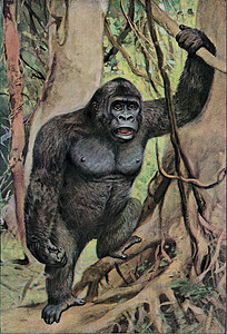 丛林中的雄大猩古代雕刻的插图190年从宇宙和人类那里图片
