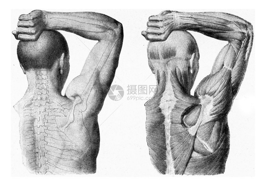 人手臂的肌肉被举起雕刻着古老的插图从宇宙和人类190年图片