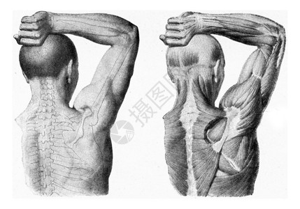 人手臂的肌肉被举起雕刻着古老的插图从宇宙和人类190年图片