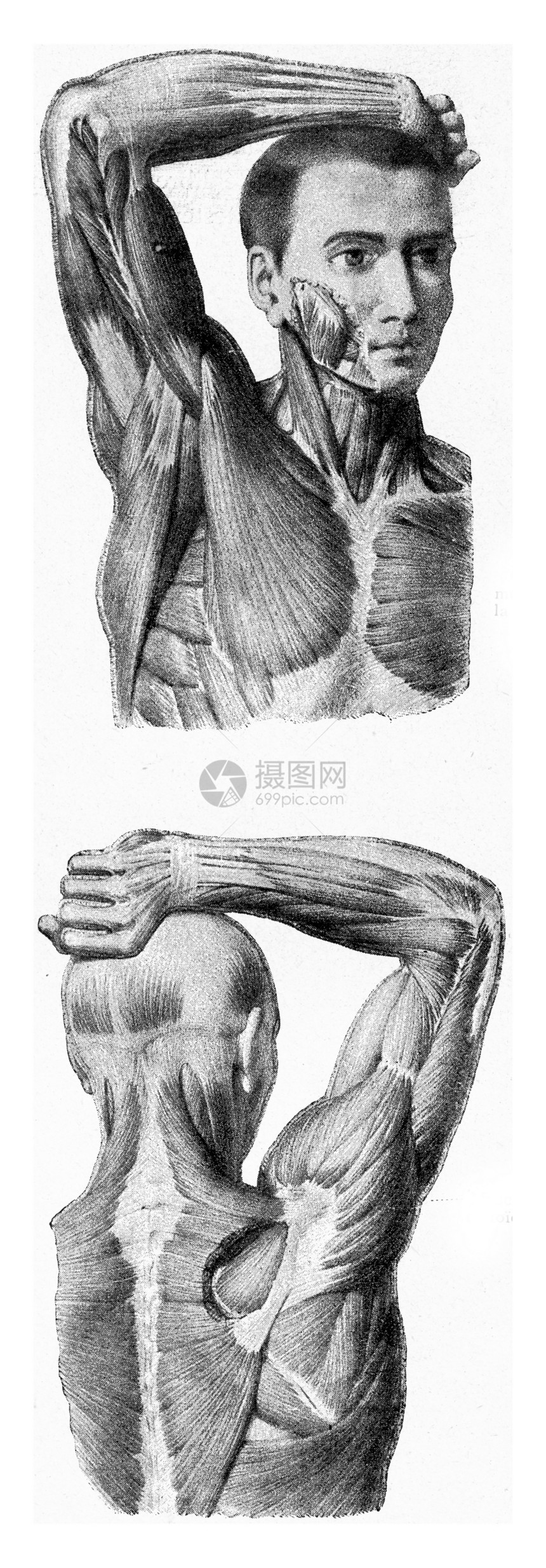 人手臂的肌肉被举起雕刻着古老的插图从宇宙和人类190年图片